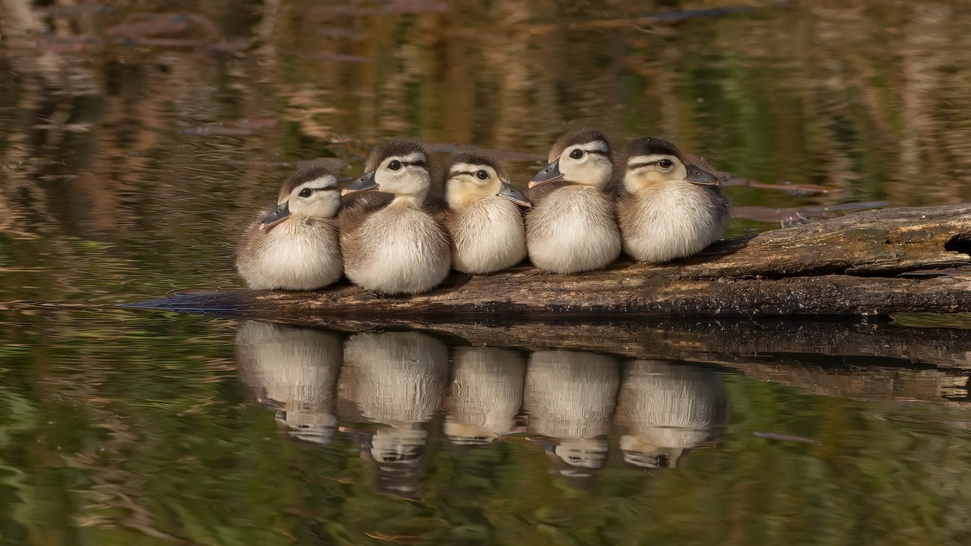 2026世界杯巅峰对决，苏亚雷斯独揽风云，美国队5-0横扫埃及昂首晋级