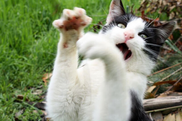 快船钝刀割黄蜂,利拉德利刃出鞘定欧冠—团队碾压与巨星接管,篮球的两种终极答案